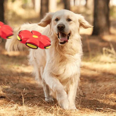 Brinquedo Voador para Cães