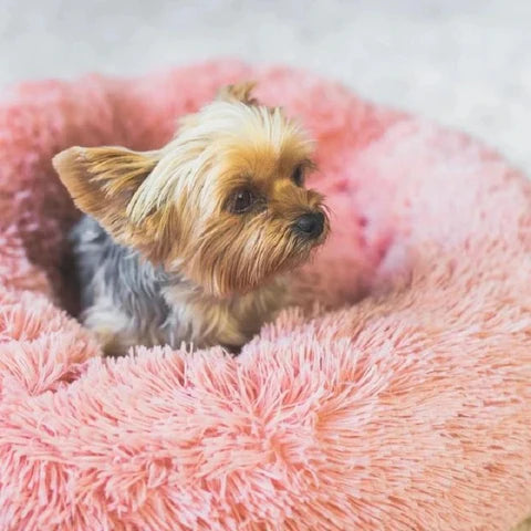 Caminha Nuvem para Cachorros e Gatos